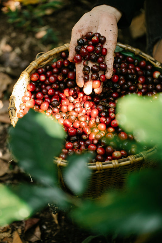 Is coffee good for you?